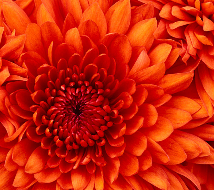 Chrysanthemum 746x664 - Akcesoria tarasowe i garażowe 1