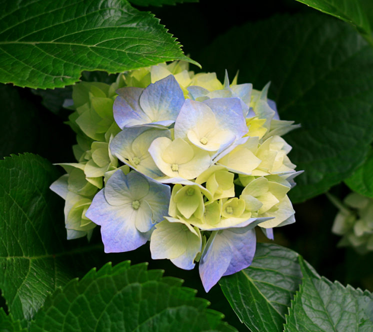 Hydrangeas 746x664 - Zadaszenie z drewna 1 Horeca